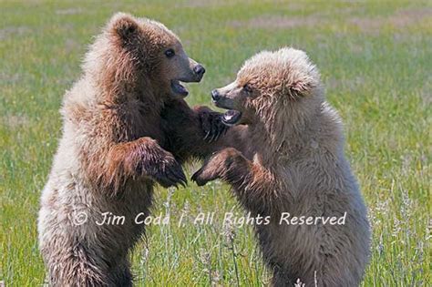 Brown Bear Cubs, Alaska - Jim Coda Nature Photography