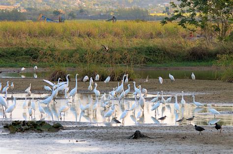 Barbados Caribbean Birding Trail