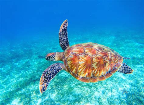 La Tortue De Mer Nage En Eau De Mer Grand Plan Rapproché De Tortue De