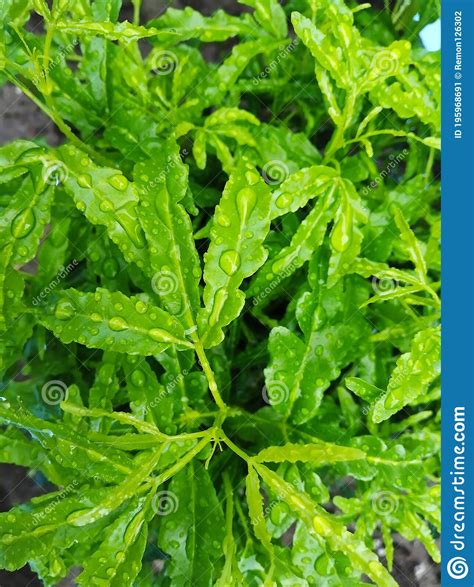 Rain Water On Green Leaves Stock Image Image Of Vary Close 195968691