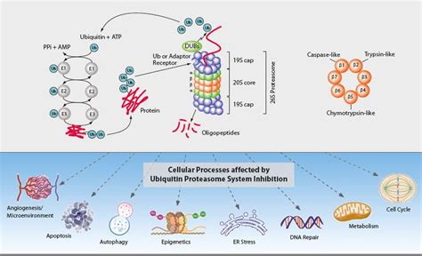 Ubiquitin Proteasome System