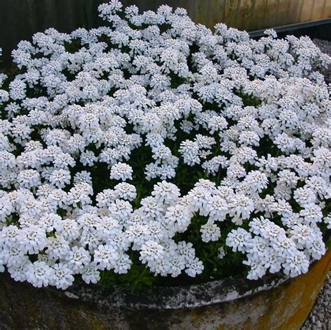 Иберис вечнозеленый (iberis sempervirens) - купить многолетники с ...