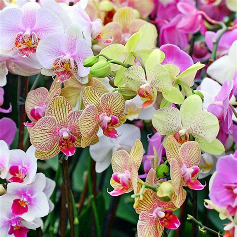 Орхидея Фаленопсис 1 ствол микс - Рассада цветов и овощей.