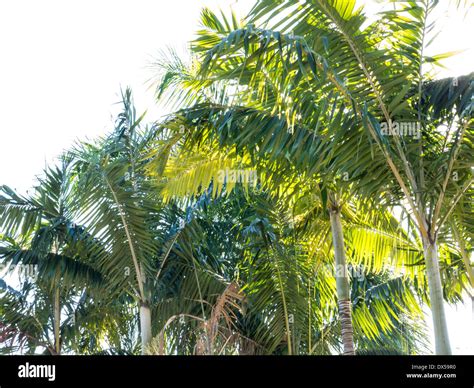 Palm Trees, Florida Stock Photo - Alamy