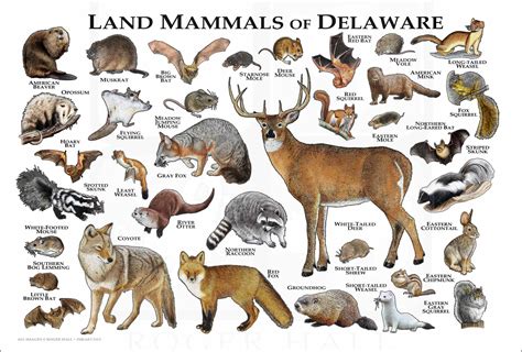 Delaware State Mammal