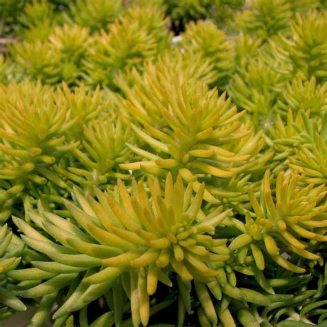 Golden Sedum