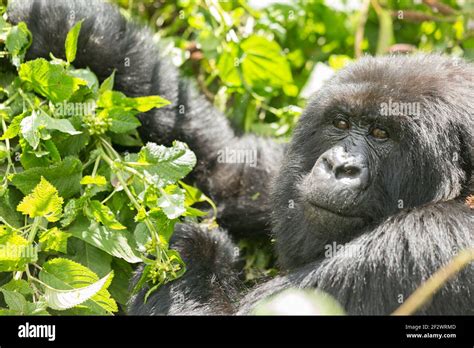 Adult Mountain Gorilla Gorilla Beringei Beringei From Hirwa Group In