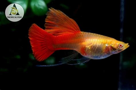 Pairs Live Aquarium Guppy Fish High Quality Albino Full Red Ribbon