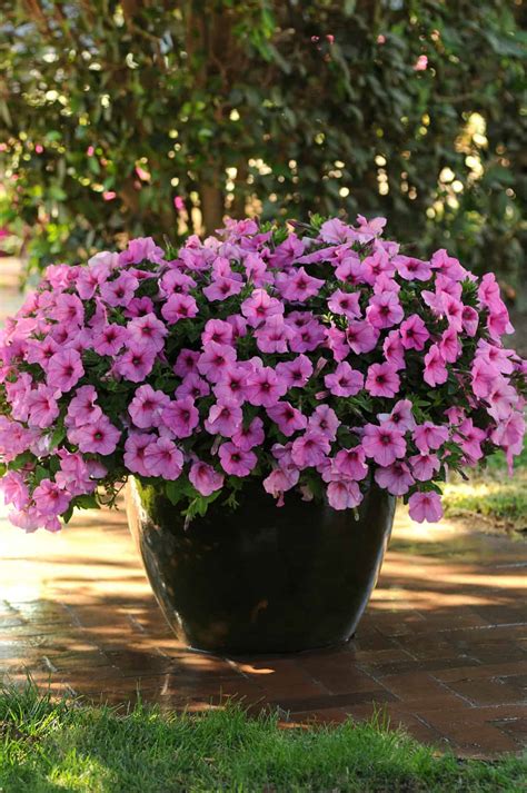 Wave Petunia Colors 2025 - Drucy Claudia