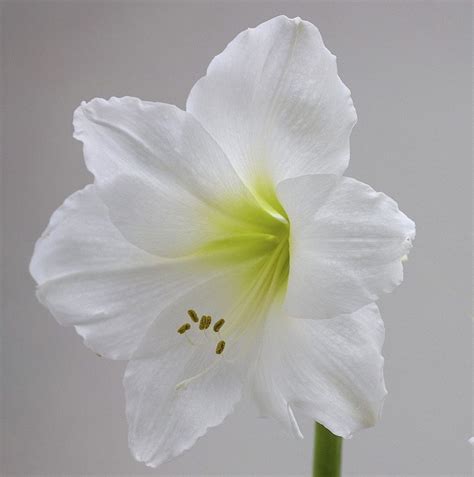 Amaryllis MONT BLANC. Pure White. 36/38 Bulbs