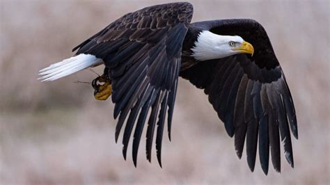 images  eagles