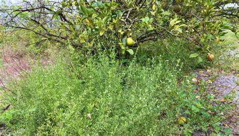 New Solution To Control Goat Weed In Citrus Gains Steam Growing Produce