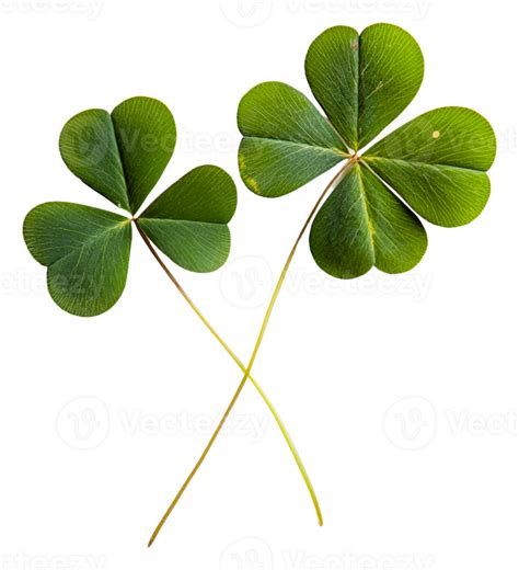 Four Leaf Clovers Pngs For Free Download