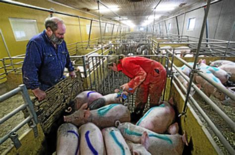 Descubren Aún Más Beneficios De Comer Carne De Cerdo Razas Porcinas