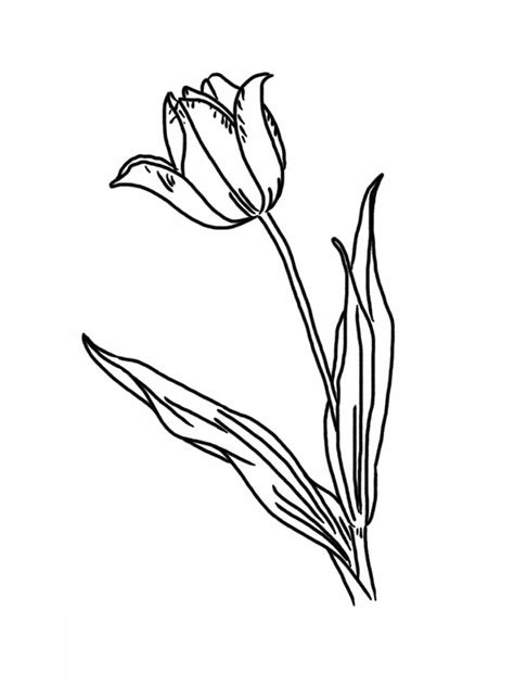 Flor De Tulipa Desenho Para Colorir Ultra Coloring Pages Sexiz Pix