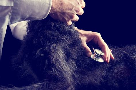 demodectic mange  dogs symptoms  diagnosis treatment recovery management cost