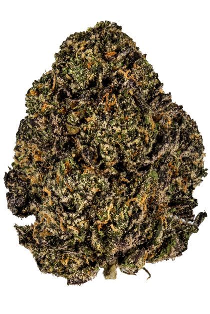 Gelato 33 Strain - Hybrid Cannabis Video Review : Hytiva