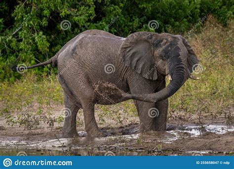 African Bush Elephant Blowing Mud Over Flank Stock Image Image Of