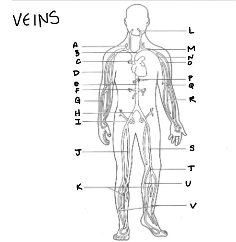 Veins Diagram Quizlet