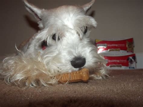 #MilkBone Brushing Chews for Dogs Review - Come Wag Along