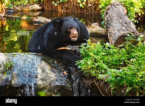 Malayan Sun Bear Stock Photo - Alamy