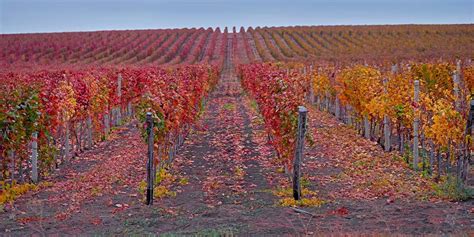 Colores de otoño en Baños de Ebro - Bodegas Amador Garcia