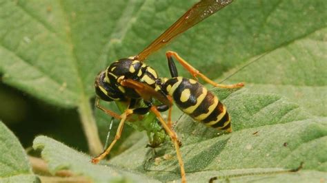 Aggredita Da Uno Sciame Di Vespe Mentre Butta La Spazzatura