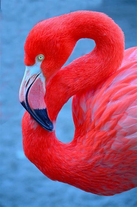 Pin On Flamingos In 2024 Flamingo Pictures Pet Birds Flamingo Bird