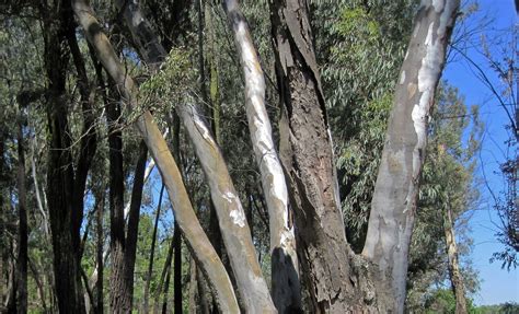 Trunks Of Eucalyptus Trees In Wood Free Stock Photo Public Domain