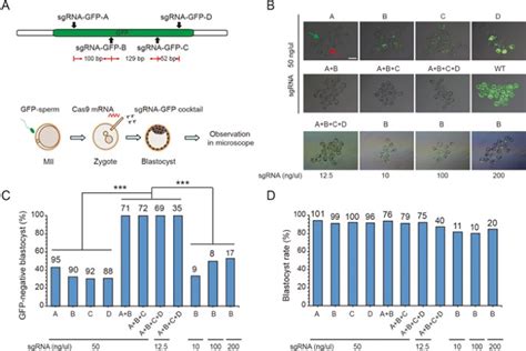 One Step Generation Of Complete Gene Knockout Mice And Monkeys By