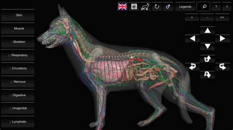 3d Canine Anatomy By