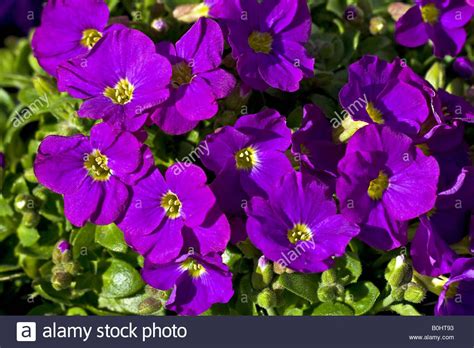 Flowering Aubretia Cascade Purple Rock Cress Aubrieta Cultorum Stock