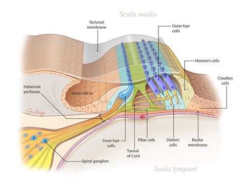 Certified Medical Illustrator Chris Gralapp Medical Illustrations