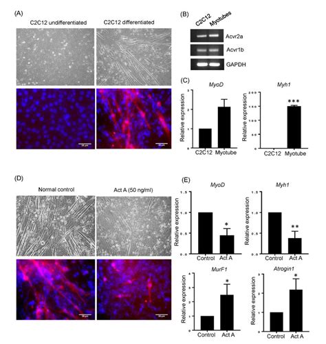 Activin A Treated C C Cells Showed Impaired Differentiation Capacity