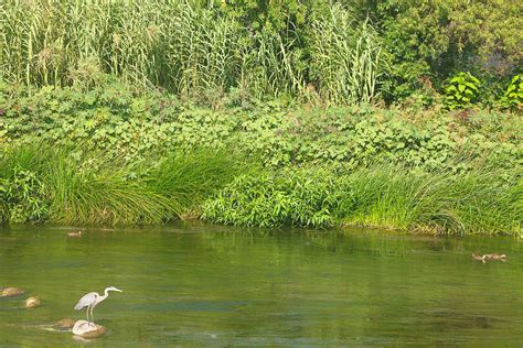 Urban Wildlife Habitat - Los Angeles River Photograph by Ram Vasudev - Fine Art America