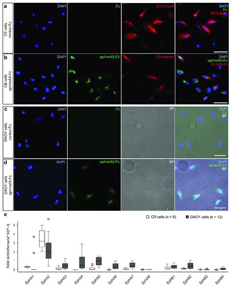 Expression Of Eph Receptors And Illustration Of EphrinA5 Fc Binding