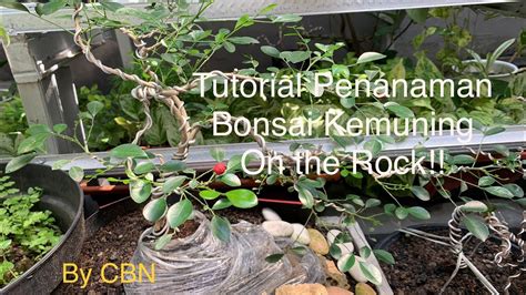 Tutorial Menanam Bonsai Kemuning On The Rock Youtube