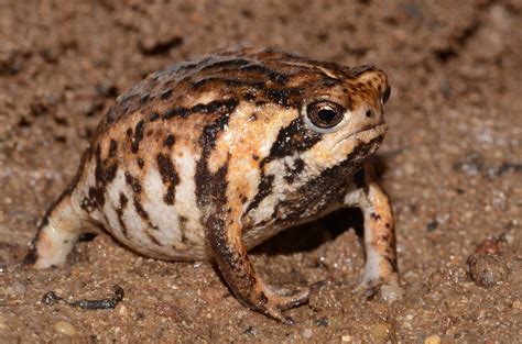 Desert Rain Frog Animal Facts Breviceps Macrops A-Z Animals, 41% OFF