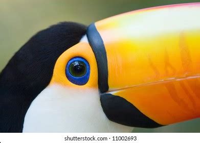 1,802 Close up toucan Images, Stock Photos & Vectors | Shutterstock