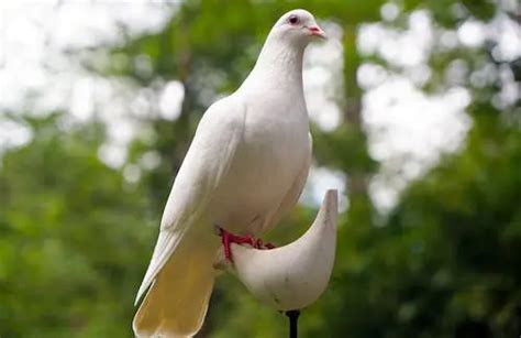 Spiritual Meaning Of A White Dove Peace And Purity