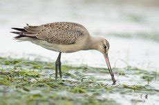 Marbled godwit - song / call / voice / sound.