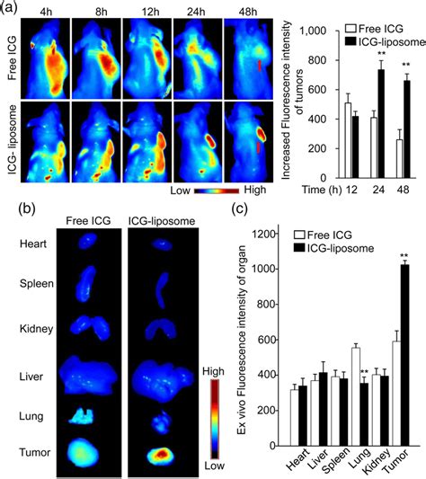 Biodistribution Of Liposomes In The Tumorbearing Mice After