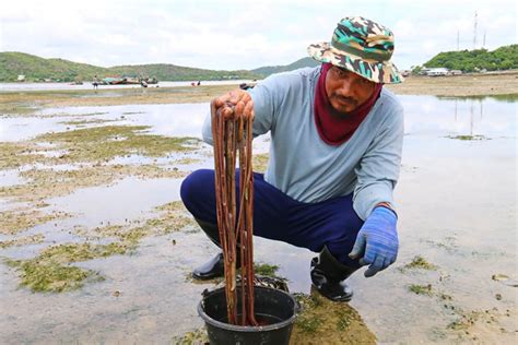 Worm hunters hit Sattahip Beach at low tide - Pattaya Mail