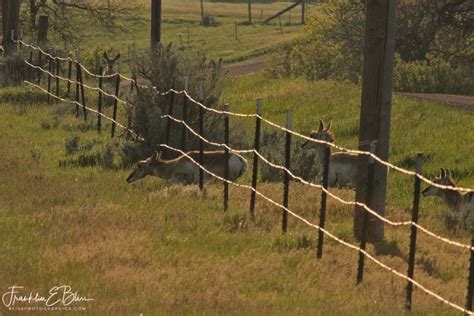 Deer Watching Pronghorn Crossing Bliss Photographics Pronghorn