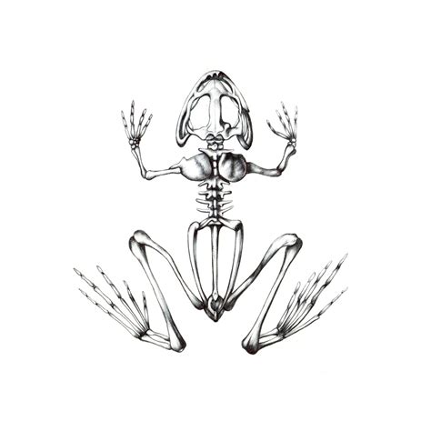 Frog Skeleton Drawing - Drawing.rjuuc.edu.np