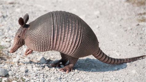 El Armadillo La Desconocida Especie Endémica De Las Américas