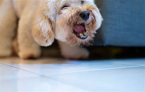 Entrenar Perro Para Que No Ladre I Perros De Agua I