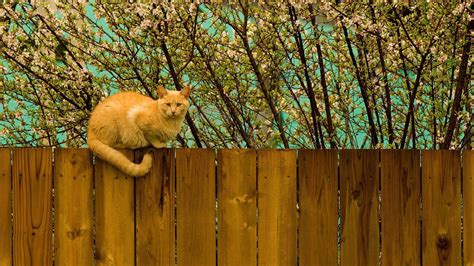 Have Cat On The Fence Hd Desktop Wallpaper Widescreen High