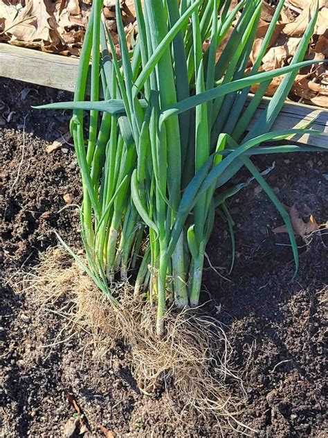 How To Save And Store Green Onions Kitcheneez Mixes And More