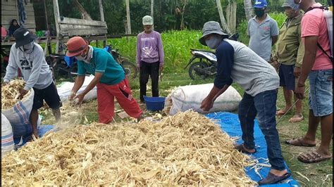 Bimtek Cara Membuat Pakan Ternak Fermentasi Limbah Jerami Jagung Youtube